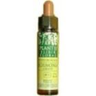 Olive Plantis No. 23 10 ml